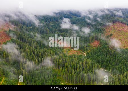 Photo panoramique au-dessus du pin ou sapin avec de petits nuages. Vue de dessus de l'antenne de la forêt. Misty Foggy Mountain Landscape with copy space Banque D'Images