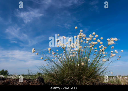 Moor-Wollgras Scheiden-Wollgras Wollgras,,, Eriophorum vaginatum, Pflanze, Pflanzen, Bluete Blueten, Banque D'Images