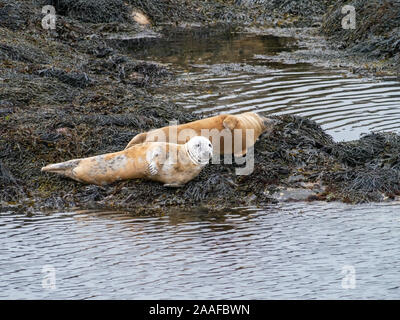 Les phoques communs (Phoca vitulina, Phoque) sur des roches couvertes d'algues à marée basse sur l'île de Colonsay, Ecosse, Royaume-Uni Banque D'Images