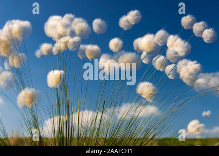 Scheidiges Moor-Wollgras Wollgras,, (Eriophorum vaginatum) Banque D'Images