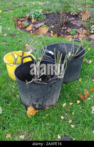 Roses racines nues de trempage avant la plantation. Banque D'Images