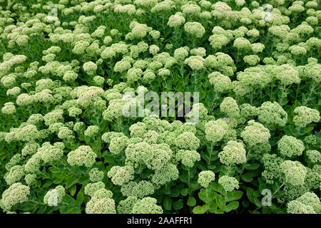 Abstract pattern de chartreuse capitules et feuilles vertes de Sedum Autumn Joy dans un jardin après la pluie Banque D'Images