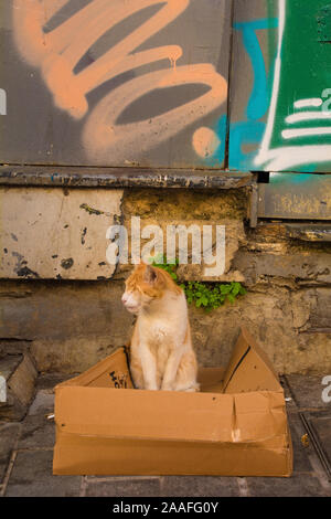 Istanbul, Turquie - 9 septembre 2019. L'un des nombreux chats rue Istanbuls se fait dans un carton dans le quartier de Beyoglu Banque D'Images