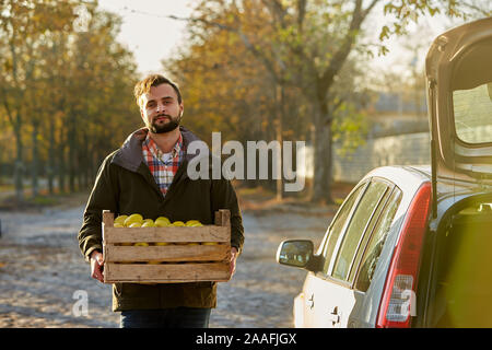 Homme avec boîte en bois de mûres jaunes pommes d'or à l'orchard farm le charge de son coffre de voiture. La récolte de l'agriculteur dans le jardin est holding organic Banque D'Images