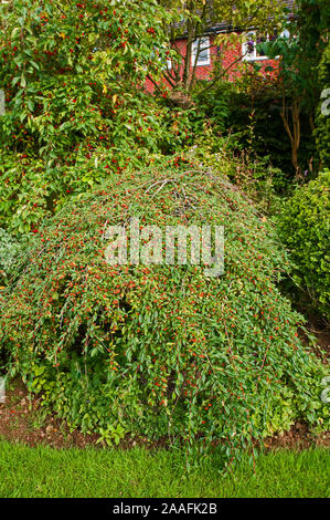 Cotonéaster Hybridus pendulus avec baies rouge vif en automne. Un arbuste qui a grandi comme une des branches en pleurs et standard est entièrement hardy Banque D'Images