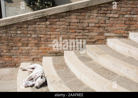 Funny dog dort avec une marionnette, sur un escalier dans la ville de Venise, Italie Banque D'Images