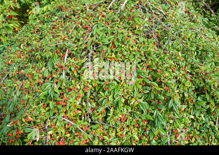 Cotonéaster Hybridus pendulus avec baies rouge vif en automne. Un arbuste qui a grandi comme une des branches en pleurs et standard est entièrement hardy Banque D'Images