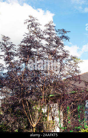 Sambucus nigra Black Elder un diciduous buissonnante arbuste ou petit arbre qui a les feuilles noires et aussi de petits fruits noirs en automne. Est entièrement hardy. Banque D'Images