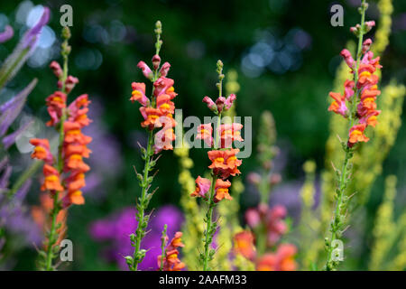 Potomac Antirrhinum majus muflier,orange foncé, orange, mufliers,fleurs,fleurs,fleurs,plantes,literie,plantes annuelles Fleurs RM Banque D'Images