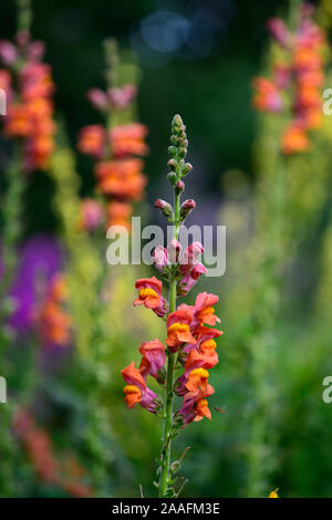 Potomac Antirrhinum majus muflier,orange foncé, orange, mufliers,fleurs,fleurs,fleurs,plantes,literie,plantes annuelles Fleurs RM Banque D'Images