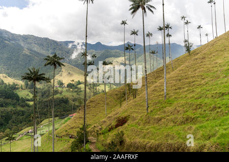 Vue panoramique sur la vallée de Cocora dans le Salento, Magdalena, en Colombie. Banque D'Images