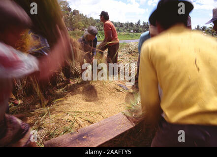 L'Indonésie. Sulawesi. L'agriculture. Les hommes de la récolte du riz grain. Banque D'Images