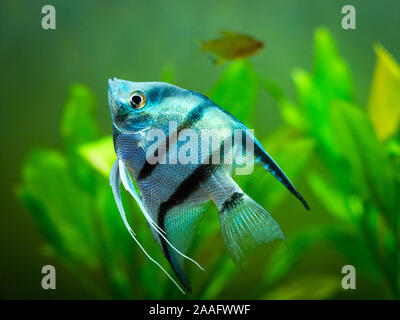 Blue Zebra poissons-anges dans le réservoir de poissons (Pterophyllum scalare) Banque D'Images