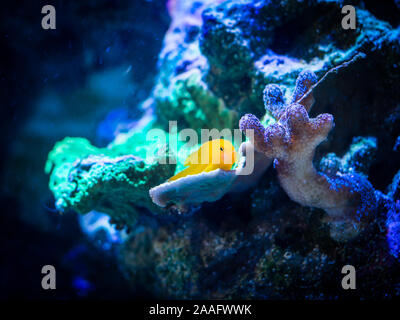 Plus d'un (gobiodon okinawae) dans un aquarium de récif de corail Banque D'Images