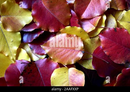 L'été indien dynamique coloré feuilles éparpillées sur sol forestier Banque D'Images
