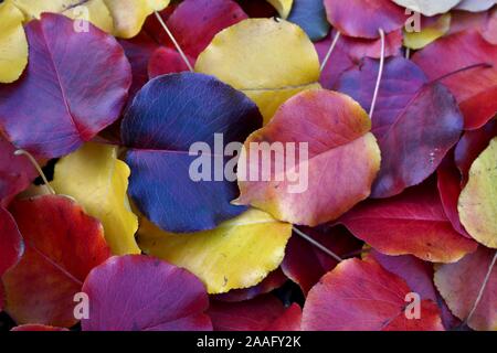 Pile de dynamique de l'automne feuilles d'érable Banque D'Images