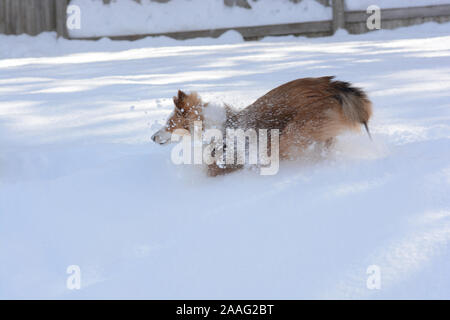 Une couleur sable Shetland Sheepdog (Sheltie) s'exécute dans la neige profonde, jouant avec les yeux fermés. Banque D'Images