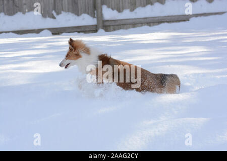 Une couleur sable Shetland Sheepdog (Sheltie) s'exécute dans la neige profonde, la lecture. Banque D'Images