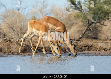 Impala Ewe et veau mâle à l'étang de Mashatu Banque D'Images