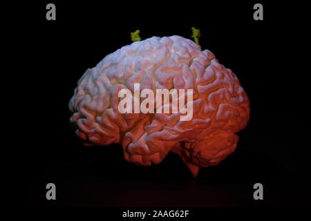 Figurines jouet travaillant sur un cerveau imprimé en 3D créé à partir de l'IRM aa d'un cerveau humain Banque D'Images