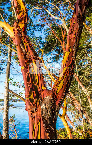 Un arbre sur l'île de Madrone Skagit avec la mer des Salish de la Skagit / Baie derrière, l'État de Washington, USA. Banque D'Images