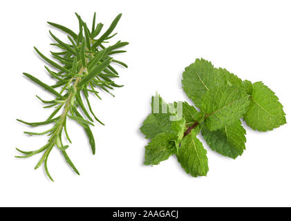 Feuilles de menthe poivrée et de romarin frais isolé sur fond blanc avec chemin de détourage. Banque D'Images