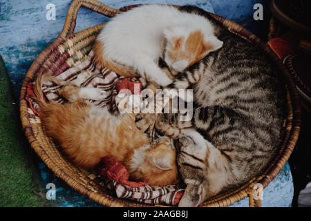 Trois chats dormir dans circle Banque D'Images