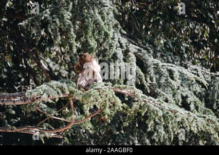 Macaque de barbarie se reposant dans un arbre à Azrou Banque D'Images