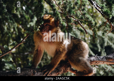 Macaque de barbarie se reposant dans un arbre à Azrou Banque D'Images