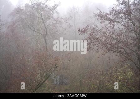 18 novembre 2019, Basse-Saxe, Osterholz-Scharmbeck : le brouillard se répand sur la Ahrensfelder Moor. Pendant des siècles, la "acclamation" de landes était considéré comme une vertu. Il est clair aujourd'hui que la destruction des tourbières non seulement laisse de nombreuses espèces animales et végétales derrière, mais aussi libère de grandes quantités de gaz à effet de serre dans l'atmosphère. La réhumidification des tourbières et d'autres formes d'usage agricole sont destinées à promouvoir la protection du climat - aussi en Basse-Saxe. (À l'eau 'dpa doit être produit - la protection du climat par le biais de Moor au lieu de mouillage drainage') Photo : Sina Schuldt/dpa Banque D'Images