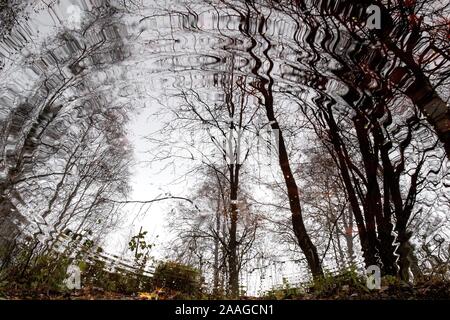 18 novembre 2019, Basse-Saxe, Osterholz-Scharmbeck : arbres de la Ahrensfelder Moor se reflètent dans un fossé. Pendant des siècles, l'Urbanisation '' de landes était considéré comme une vertu. Il est clair aujourd'hui que la destruction des tourbières non seulement laisse de nombreuses espèces animales et végétales derrière, mais aussi libère de grandes quantités de gaz à effet de serre dans l'atmosphère. La réhumidification des tourbières et d'autres formes d'usage agricole sont destinées à promouvoir la protection du climat - aussi en Basse-Saxe. (À l'eau 'dpa doit être produit - la protection du climat par le biais de Moor au lieu de mouillage drainage') Photo : Sina Schul Banque D'Images