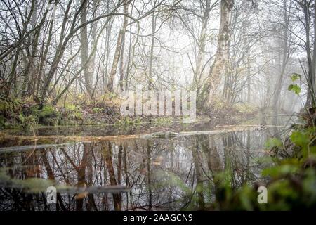 18 novembre 2019, Basse-Saxe, Osterholz-Scharmbeck : arbres de la Ahrensfelder Moor se reflètent dans un fossé. Pendant des siècles, la "acclamation" de landes était considéré comme une vertu. Il est clair aujourd'hui que la destruction des tourbières non seulement laisse de nombreuses espèces animales et végétales derrière, mais aussi libère de grandes quantités de gaz à effet de serre dans l'atmosphère. La réhumidification des tourbières et d'autres formes d'usage agricole sont destinées à promouvoir la protection du climat - aussi en Basse-Saxe. (À l'eau 'dpa doit être produit - la protection du climat par le biais de Moor au lieu de mouillage drainage') Photo : Sina Schuld Banque D'Images