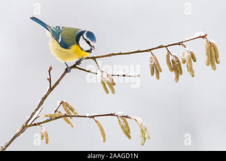 , Blaumeise (Cyanistes caeruleus, Banque D'Images