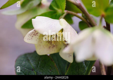 Hellebore Helleborus atrorubens, fleurs blanches en park Banque D'Images