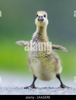 Graugans, Kueken, Anser anser, Banque D'Images