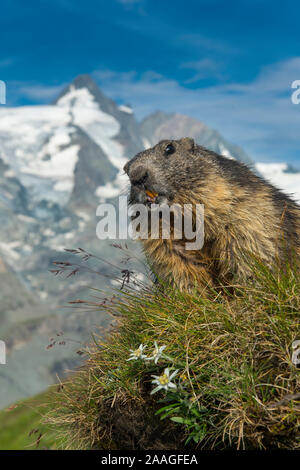 Murmeltier, Alpenmurmeltier, (Marmota marmota), Banque D'Images