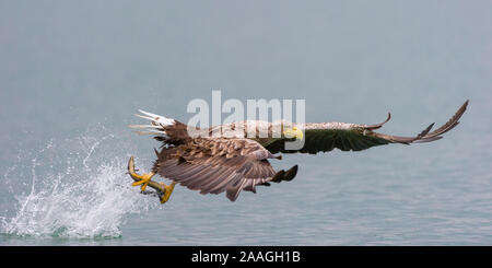 Jagender im Flug Seeadler Banque D'Images