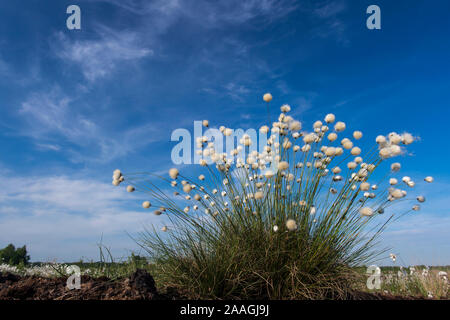 Moor-Wollgras Scheiden-Wollgras Wollgras,,, Eriophorum vaginatum, Pflanze, Pflanzen, Bluete Blueten, Banque D'Images