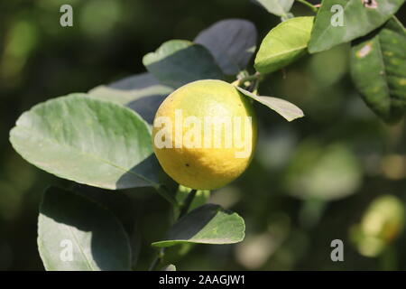 Le citron. Citrons mûrs accroché sur arbre. Citron croissant. Jardin de citronniers, Banque D'Images