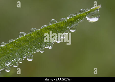 Auf einem Wassertropfen, Grashalm Tropfen, Wasser, zu beginnen Wassertropfen gefrieren Banque D'Images