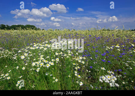 Blumen im Getreidefeld Banque D'Images