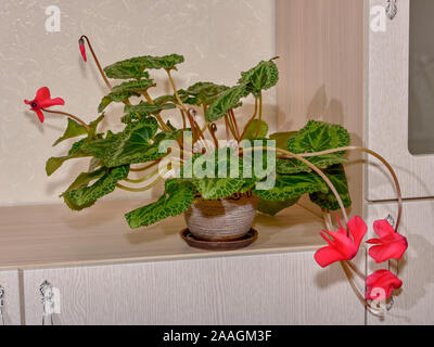 Vert à motifs feuilles de cyclamen de Perse dans une fleur dans un beau pot Banque D'Images