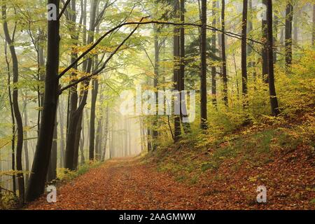 Chemin parmi les hêtres à travers une forêt d'automne dans un temps de pluie brumeuse. Banque D'Images