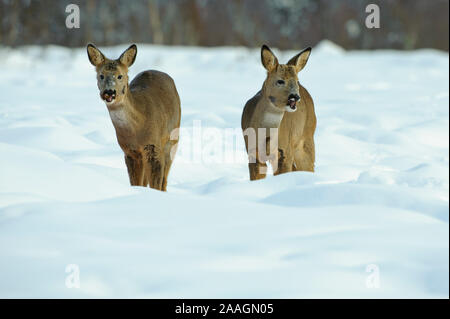 Rehe im Winter, Capreolus capreolus Banque D'Images
