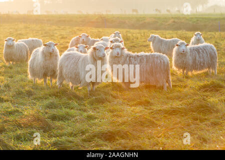 Hausschaf, Schafe im Gegenlicht bei Sonnenaufgang, Banque D'Images