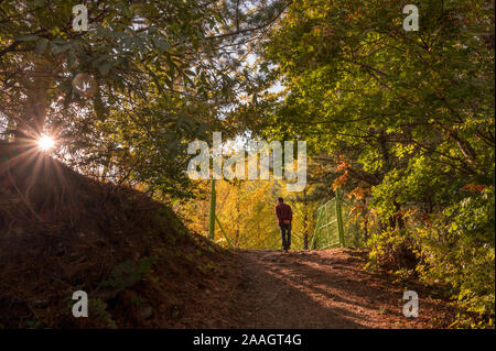 Touriste en visite dans le jardin de l'arbre de Ginkgo à l'automne sur le coucher du soleil à Hongcheon, Corée du Sud Banque D'Images