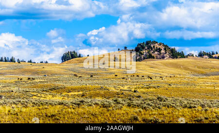 Les prairies et montagnes vue de la Grand Loop Road entre Canyon Village et Tower Junction dans le Parc National de Yellowstone, Wyoming, Etats-Unis Banque D'Images