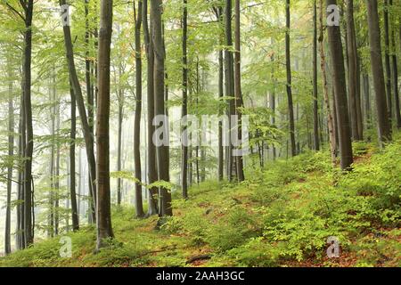 Au début de l'automne forêt de hêtres sur un matin brumeux. Banque D'Images