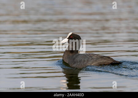 le coot flotte fièrement sur le lac Banque D'Images