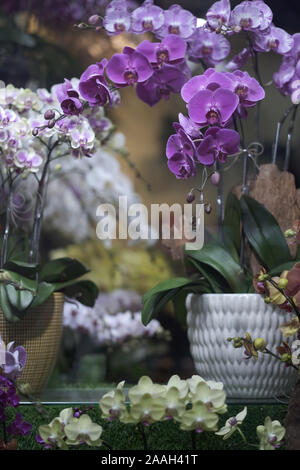 Fleurs ornementales de phalaenopsis orchidées de différentes couleurs dans des pots de céramique Banque D'Images